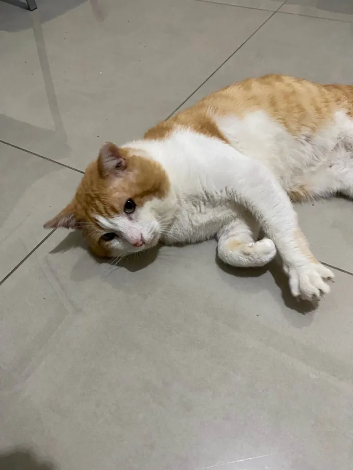 Gato ra a SRD-ViraLata idade 4 anos nome Leporino