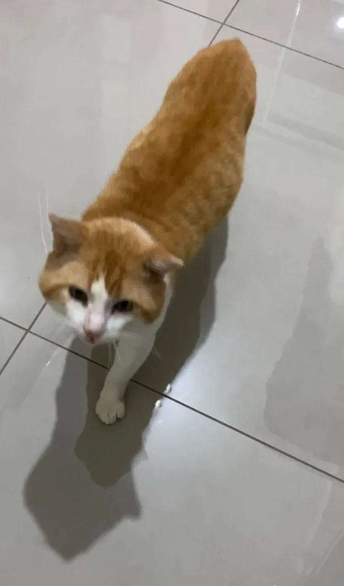 Gato ra a SRD-ViraLata idade 4 anos nome Leporino