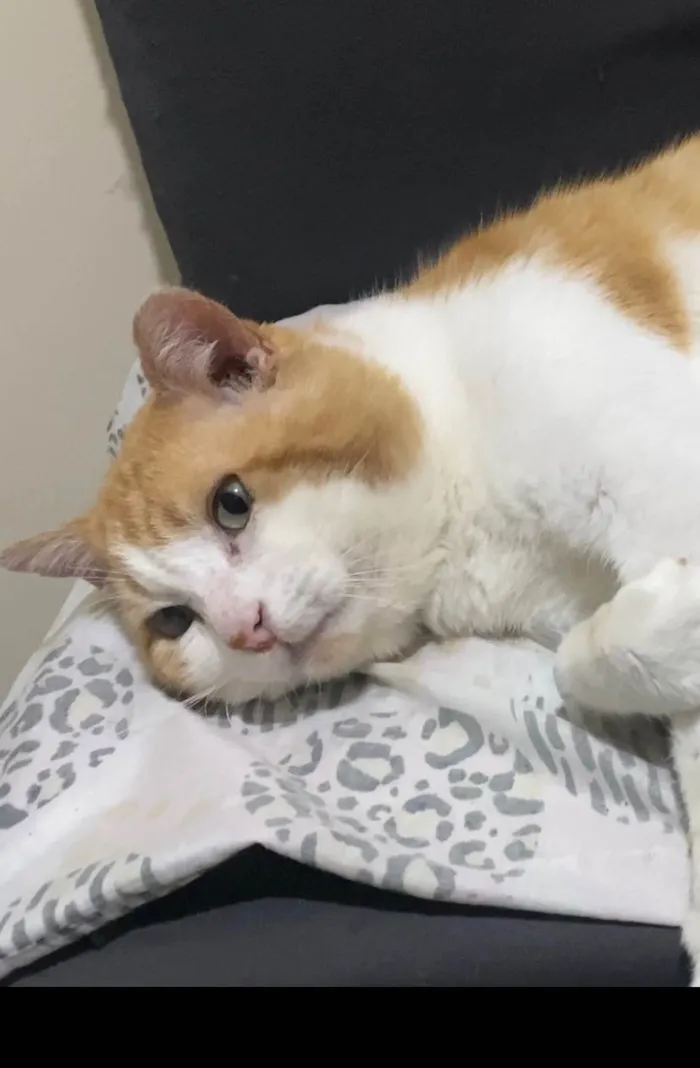 Gato ra a SRD-ViraLata idade 4 anos nome Leporino