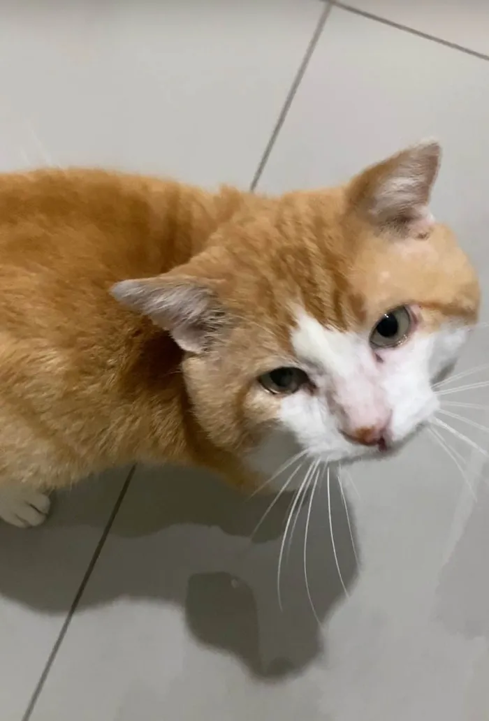 Gato ra a SRD-ViraLata idade 4 anos nome Leporino