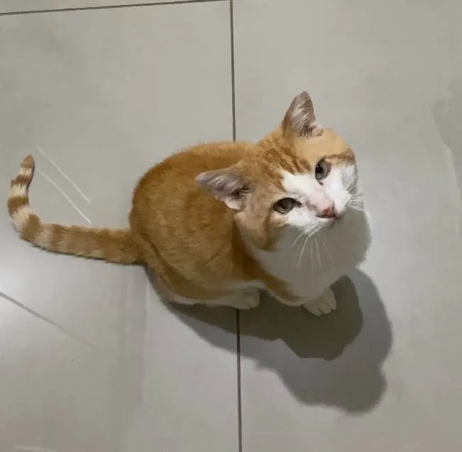 Gato ra a SRD-ViraLata idade 4 anos nome Leporino