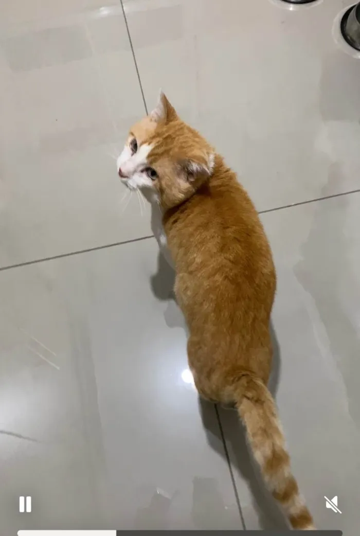 Gato ra a SRD-ViraLata idade 4 anos nome Leporino