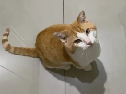 Gato raça SRD-ViraLata idade 4 anos nome Leporino