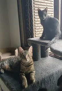 Gato ra a SRD-ViraLata idade 1 ano nome KIM, TOMY, RAFINHA