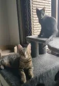 KIM, TOMY, RAFINHA