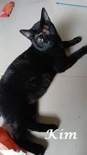 Gato ra a SRD-ViraLata idade 1 ano nome KIM, TOMY, RAFINHA