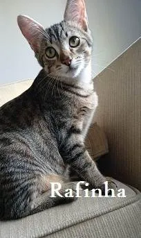 Gato ra a SRD-ViraLata idade 1 ano nome KIM, TOMY, RAFINHA