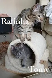 Gato ra a SRD-ViraLata idade 1 ano nome KIM, TOMY, RAFINHA