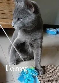 Gato ra a SRD-ViraLata idade 1 ano nome KIM, TOMY, RAFINHA
