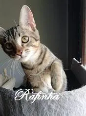 Gato ra a SRD-ViraLata idade 1 ano nome KIM, TOMY, RAFINHA