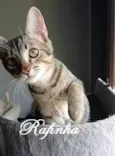 KIM, TOMY, RAFINHA