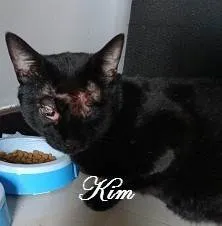 Gato ra a SRD-ViraLata idade 1 ano nome KIM, TOMY, RAFINHA