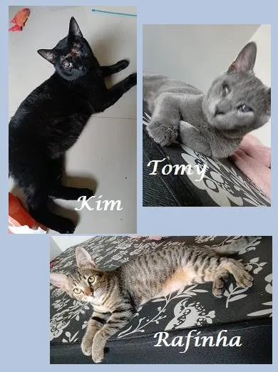 Gato ra a SRD-ViraLata idade 1 ano nome KIM, TOMY, RAFINHA