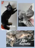 KIM, TOMY, RAFINHA