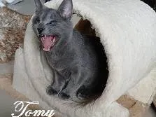 Gato raça SRD-ViraLata idade 1 ano nome KIM, TOMY, RAFINHA