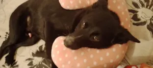 Cachorro raça SRD-ViraLata idade 2 a 6 meses nome Adoção Urgente