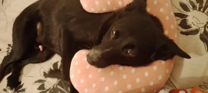 Cachorro ra a SRD-ViraLata idade 2 a 6 meses nome Adoção Urgente