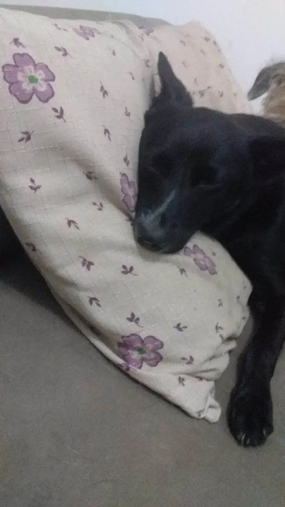 Cachorro ra a SRD-ViraLata idade 2 a 6 meses nome Adoção Urgente