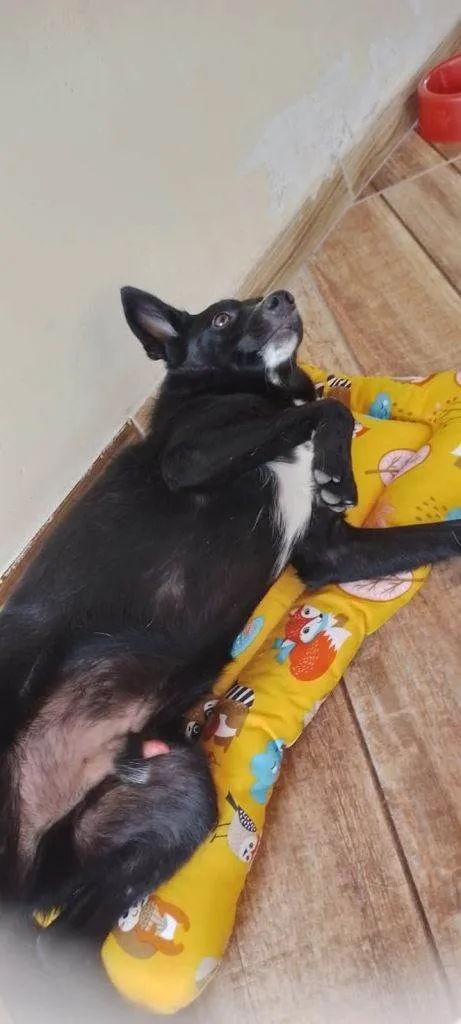 Cachorro ra a SRD-ViraLata idade 2 a 6 meses nome Adoção Urgente