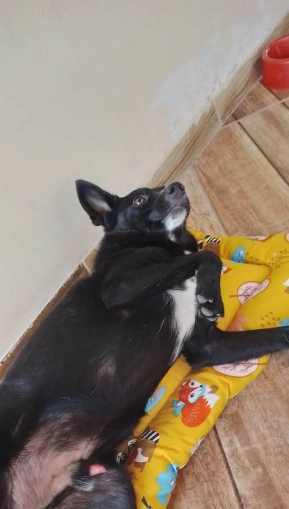 Cachorro ra a SRD-ViraLata idade 2 a 6 meses nome Adoção Urgente
