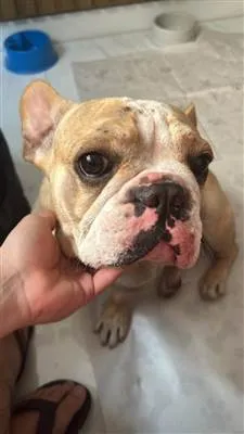Cachorro raça SRD-ViraLata idade 2 a 6 meses nome Porte P/M Urgente