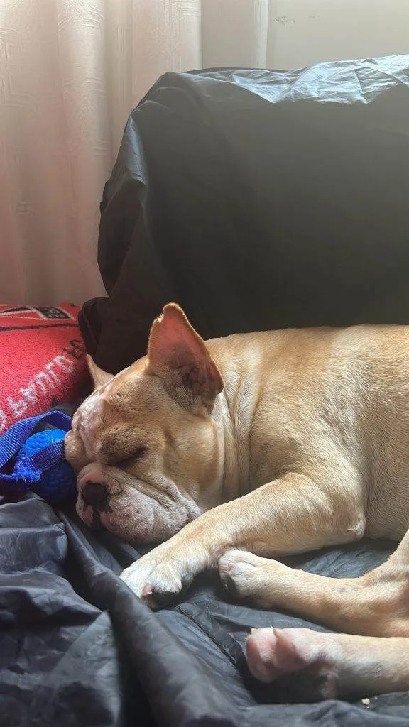 Cachorro ra a SRD-ViraLata idade 2 a 6 meses nome Porte P/M Urgente