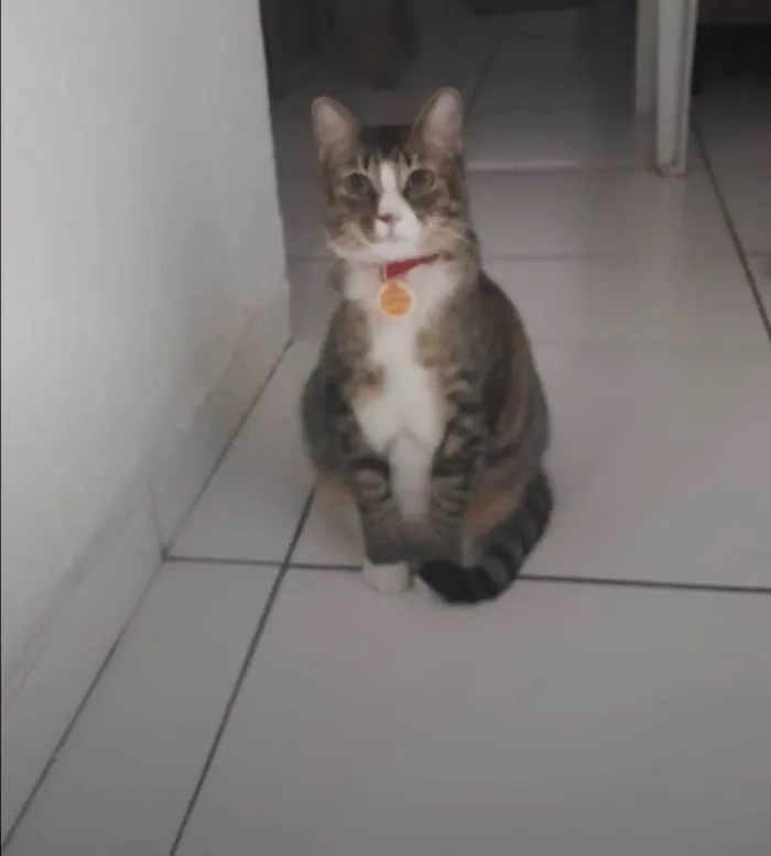 Gato ra a SRD-ViraLata idade 2 a 6 meses nome Fêmea Urgente