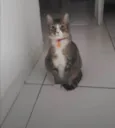 Fêmea Urgente