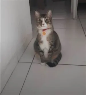 Gato raça SRD-ViraLata idade 2 a 6 meses nome Fêmea Urgente