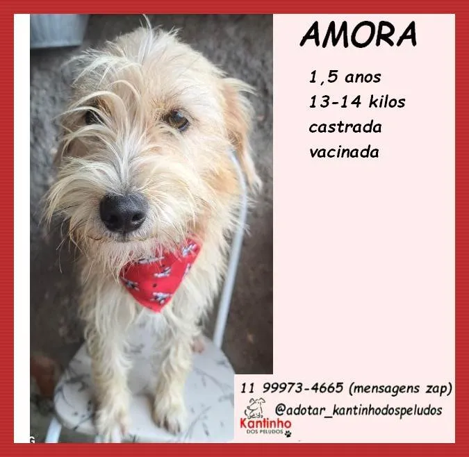 Cachorro ra a SRD-ViraLata idade 1 ano nome Amora