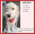 Amora