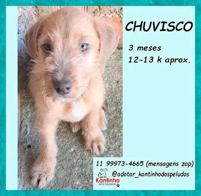 Cachorro ra a SRD-ViraLata idade 2 a 6 meses nome Chuvisco