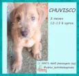 Chuvisco