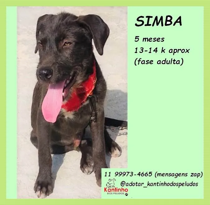 Cachorro ra a SRD-ViraLata idade 2 a 6 meses nome Simba