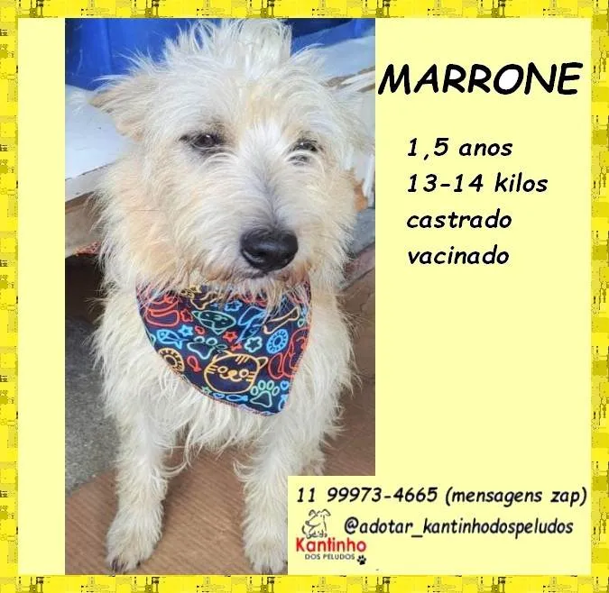 Cachorro ra a SRD-ViraLata idade 1 ano nome Marrone