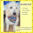 Marrone