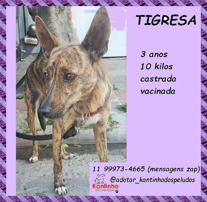 Cachorro ra a SRD-ViraLata idade 3 anos nome Tigresa