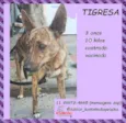Tigresa