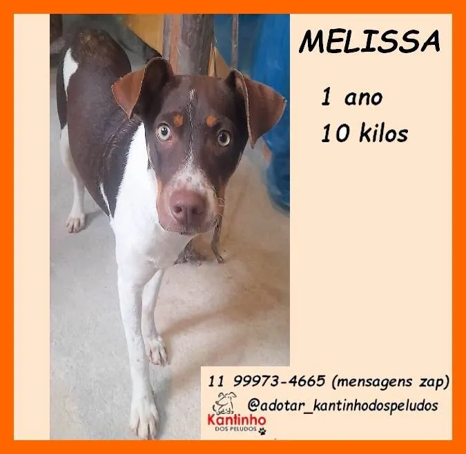 Cachorro ra a SRD-ViraLata idade 1 ano nome Melissa
