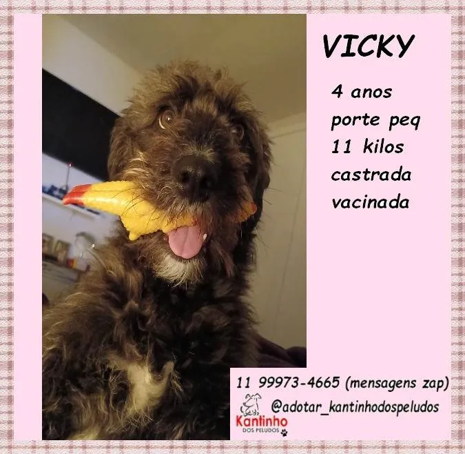 Cachorro ra a SRD-ViraLata idade 4 anos nome Vicky