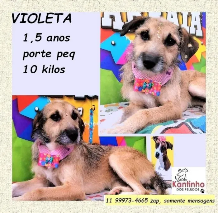 Cachorro ra a SRD-ViraLata idade 1 ano nome Violeta