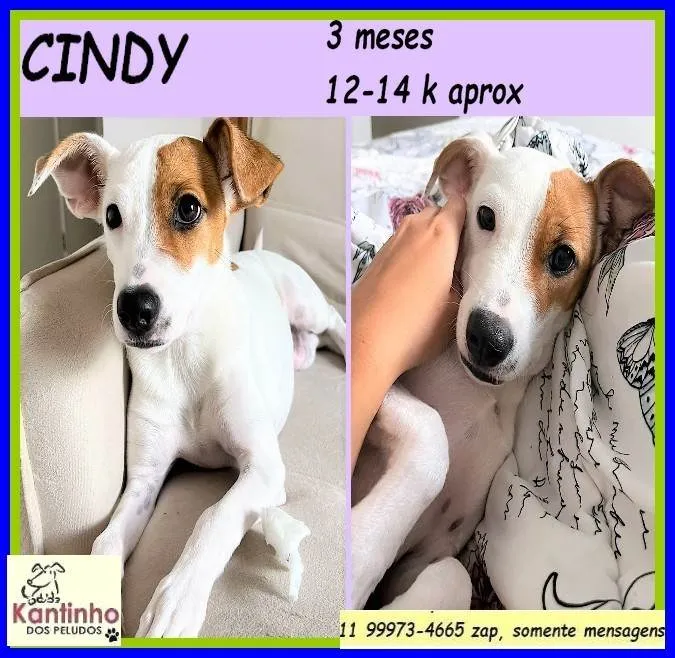 Cachorro ra a SRD-ViraLata idade 2 a 6 meses nome Cindy
