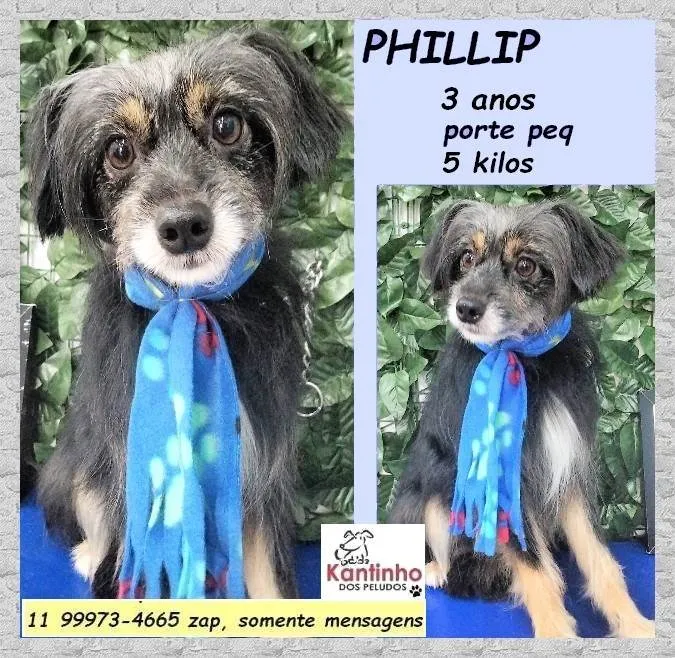 Cachorro ra a SRD-ViraLata idade 3 anos nome Philip