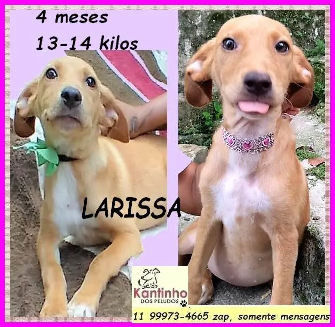 Cachorro ra a SRD-ViraLata idade 2 a 6 meses nome Larissa