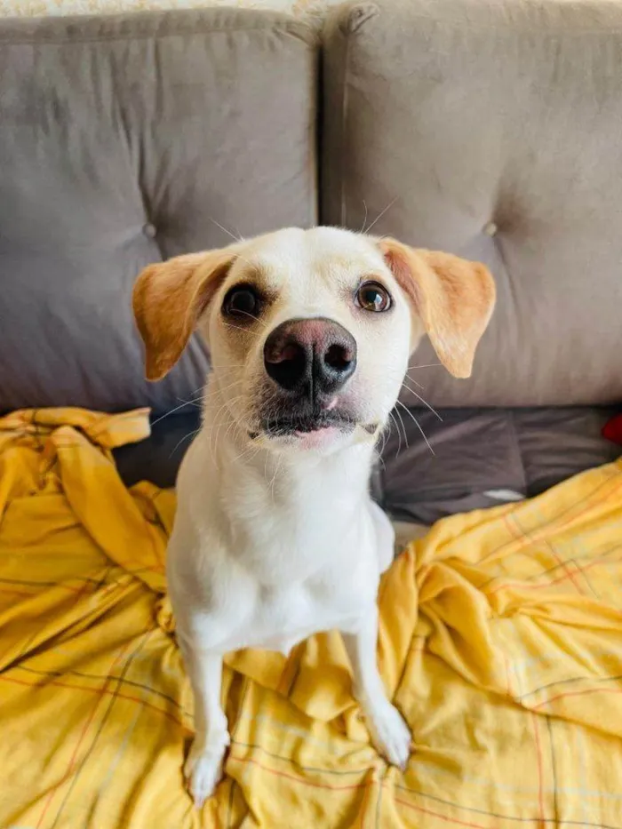 Cachorro ra a SRD-ViraLata idade 2 a 6 meses nome Adoção Urgente