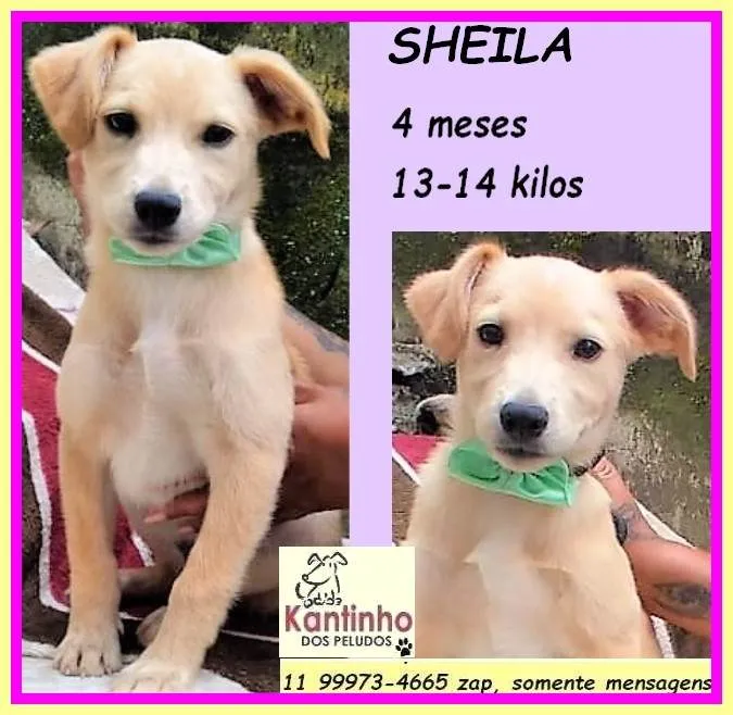 Cachorro ra a SRD-ViraLata idade 2 a 6 meses nome Sheila