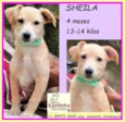 Sheila
