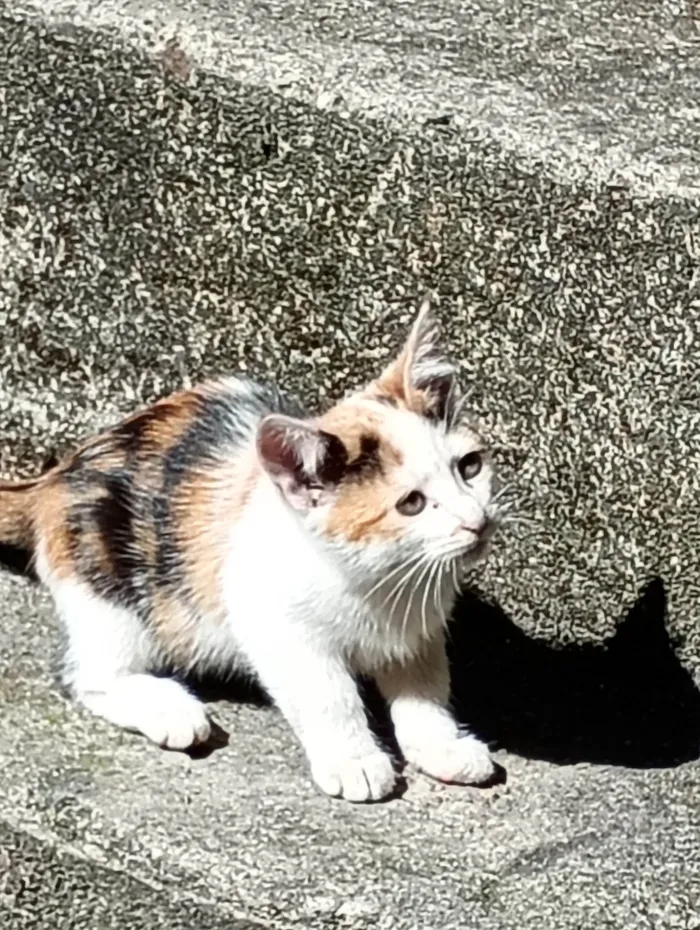 Gato ra a SRD-ViraLata idade 2 a 6 meses nome Lila