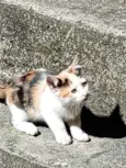 Lila
