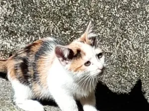 Gato raça SRD-ViraLata idade 2 a 6 meses nome Lila